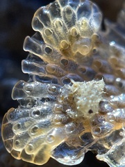 Cryptosula pallasiana