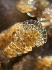 Cryptosula pallasiana