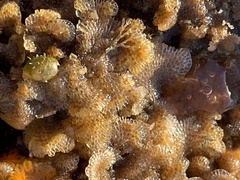 Cryptosula pallasiana