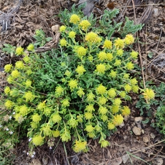 Teucrium aureum