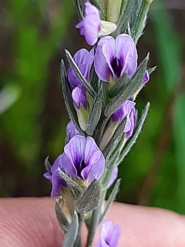Amphithalea axillaris
