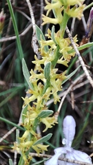 Thymelaea pubescens