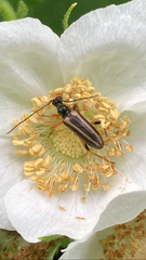 Brachysomida bivittata