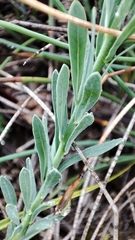 Thymelaea pubescens