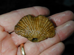 Brachiopoda