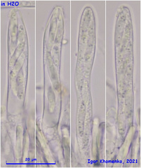 Mollisia velenovskyi