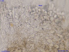 Mollisia velenovskyi