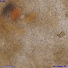 Mollisia velenovskyi