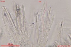 Mollisia velenovskyi