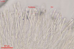 Mollisia velenovskyi