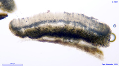 Mollisia velenovskyi