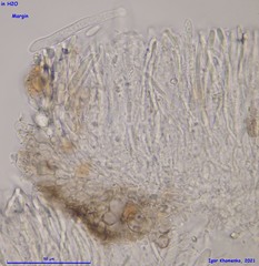 Mollisia velenovskyi