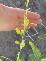 Linaria dalmatica dalmatica
