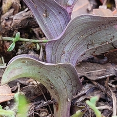 Epipactis kleinii