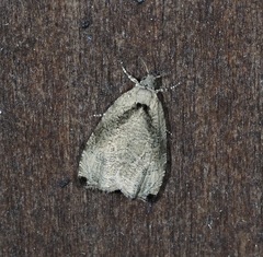 Olethreutes exoletum