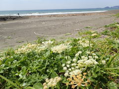 Glehnia littoralis