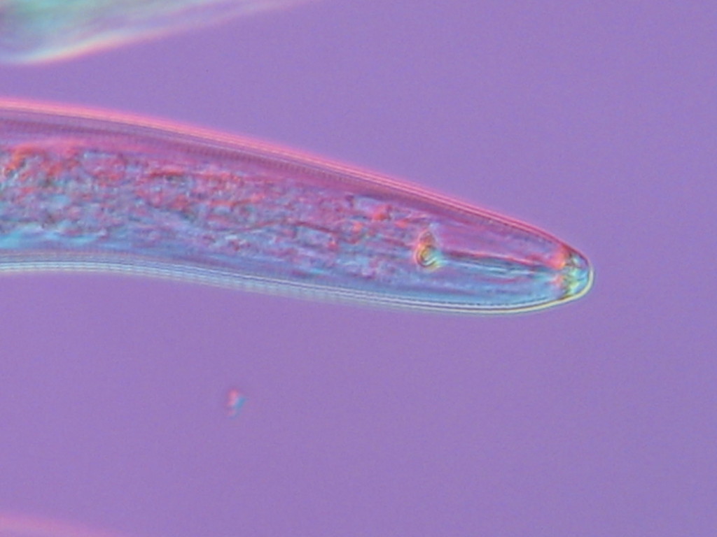 Hoplolaimidae