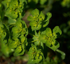 Helioscopia