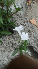 Ruellia foetida