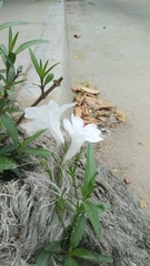 Ruellia foetida
