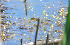 Utricularia minor