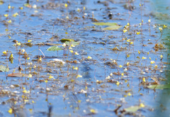 Utricularia minor