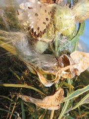 Gomphocarpus tomentosus