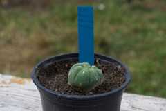 Matucana madisoniorum