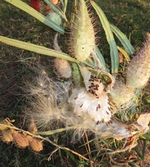 Gomphocarpus tomentosus