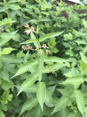 Vincetoxicum rossicum