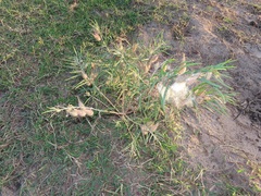 Gomphocarpus tomentosus