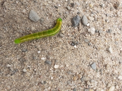 Scoliopteryx libatrix