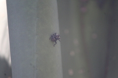 Peltophorus polymitus