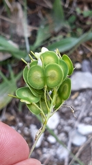 Biscutella valentina