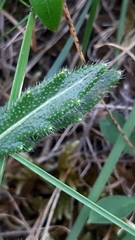 Biscutella valentina