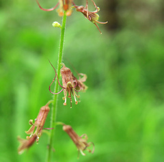 Tolmiea diplomenziesii
