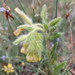 Onosma tricerosperma