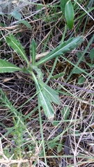 Biscutella valentina