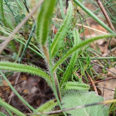 Onosma tricerosperma
