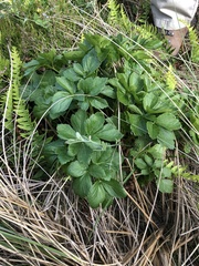 Ligusticum scothicum