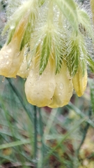 Onosma tricerosperma