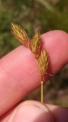 Carex suberecta