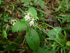 Tricyrtis macropoda