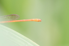 Ceriagrion glabrum