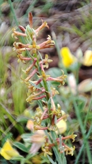 Thymelaea pubescens