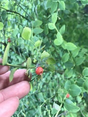 Vaccinium parvifolium