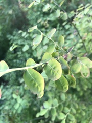 Vaccinium parvifolium