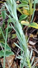 Thymelaea pubescens