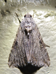 Melipotis jucunda