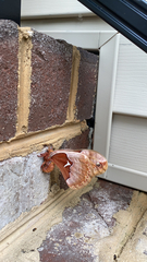 Callosamia angulifera